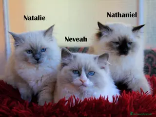 Ragdoll gatti cuccioli razza ragdoll con pedigree ANFI - Annuncio 15