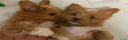 Maltipoo cani in vendita: Maltipoo originale - Annuncio 4