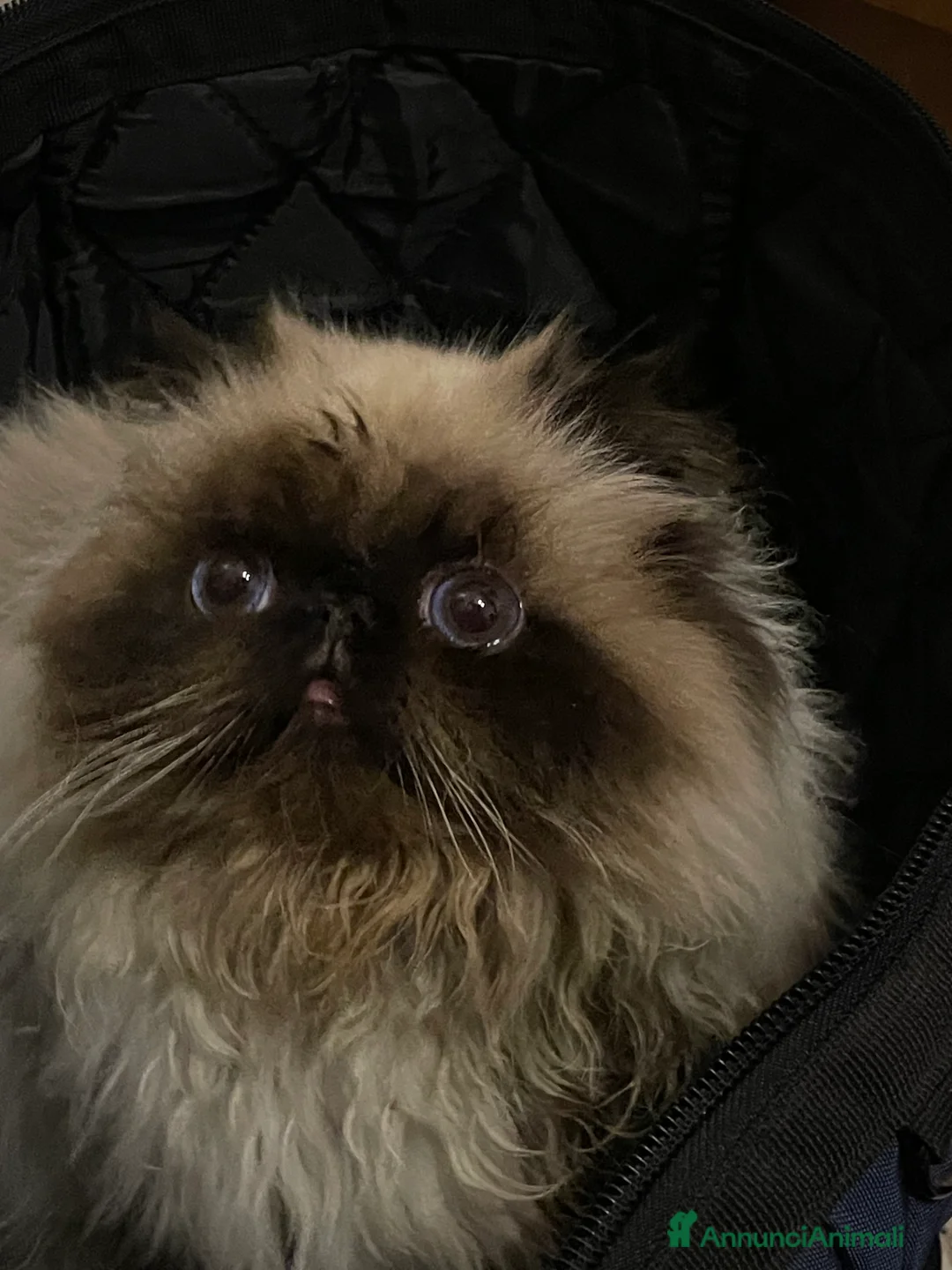 Persiano gatti in vendita: gatto persiano color point himalaiano - Annuncio 16