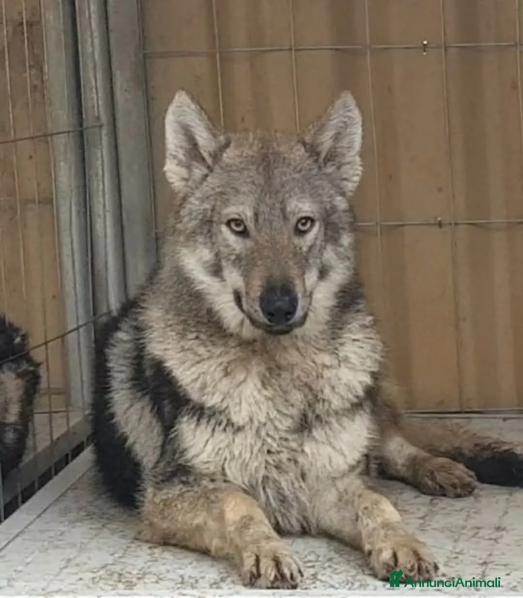 Lupo Cecoslovacco cani in vendita: Lupo cecoslovacco  a Provincia di Pisa - Annuncio 2