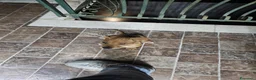 Pitbull cani in vendita: Cucciola di pitbull ukc  a Città metropolitana di Catania - Annuncio 2