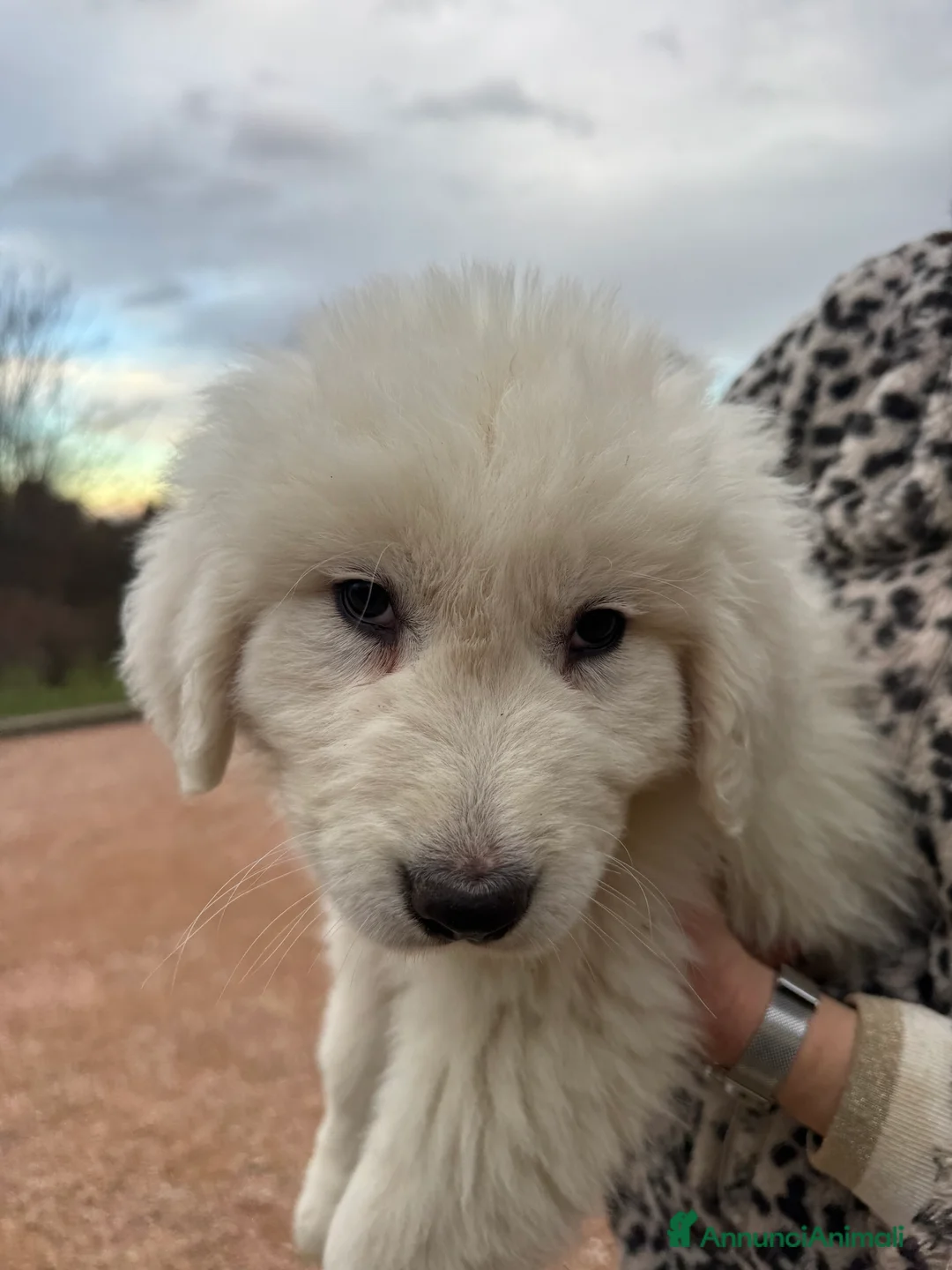 Pastore Maremmano cani in vendita: Cuccioli di pastore maremmano/abruzzese - Annuncio 2