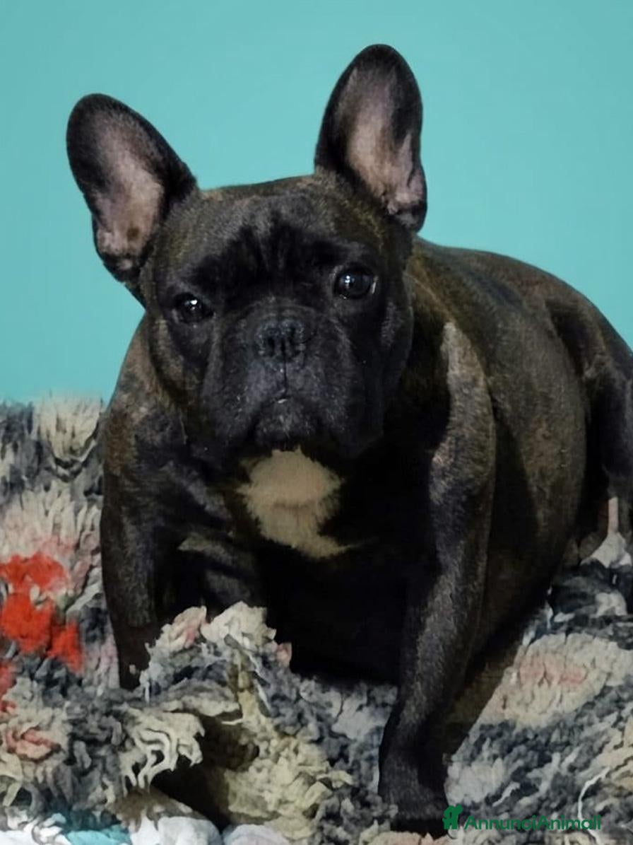 Bulldog Francese cani CUCCIOLI BOULEDOGUE FRANCESE PEDIGREE - Annuncio 3