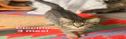 Europeo gatti in regalo: GATTINI ESCLUSI E SOLI  a Città Metropolitana di Genova - Annuncio 6