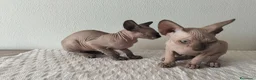 Sphynx gatti in vendita: Gatti Sphynx  - Annuncio 6