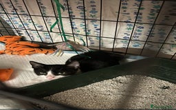 Europeo gatti in regalo: Gattino europeo a Città metropolitana di Roma Capitale - Immagine 1
