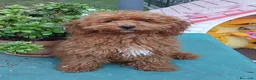 Barboncino Toy cani in vendita: Barboncino Toy Red  - Annuncio 5