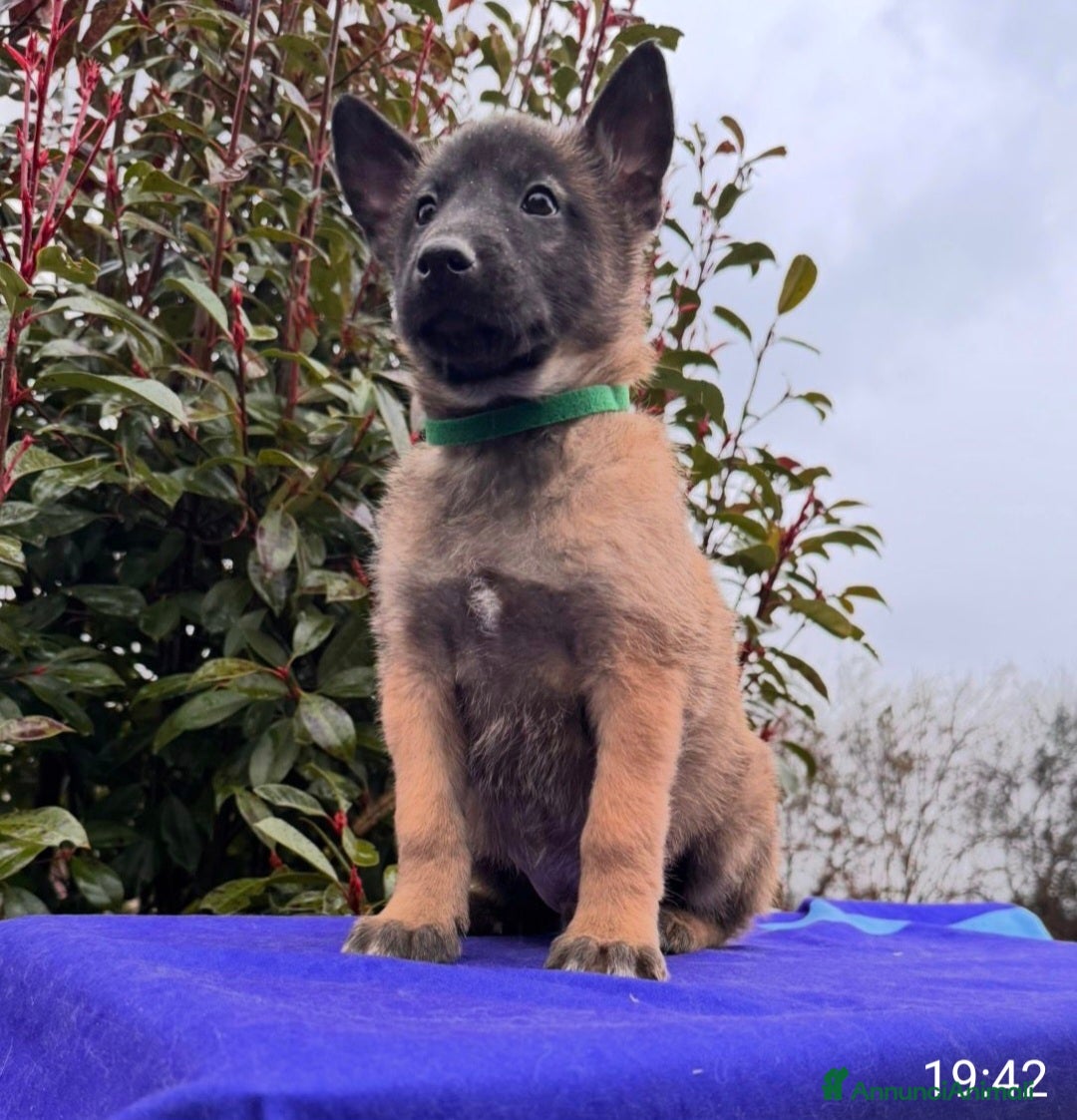 Pastore Belga cani in vendita: Cuccioli pastore belga Malinois  - Annuncio 6