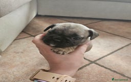 Bulldog Francese cani in vendita: Ultimi 3 cuccioli bulldog francese  a Provincia di Pavia - Immagine 2