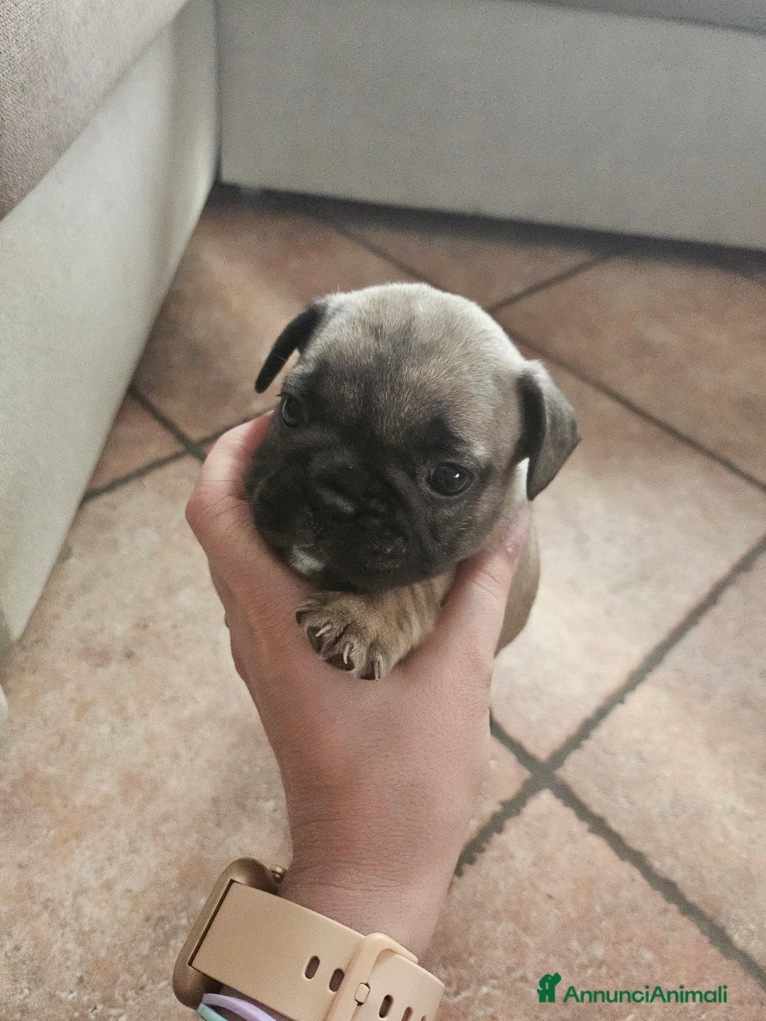 Bulldog Francese cani in vendita: Ultimi 3 cuccioli bulldog francese  a Provincia di Pavia - Immagine 2