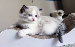 Ragdoll gatti in vendita: Cucciolo ragdoll  a Città metropolitana di Milano - Immagine 11