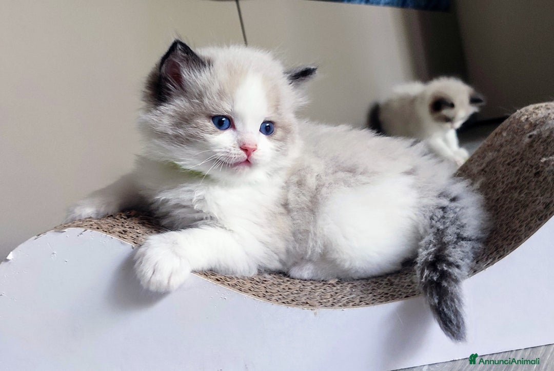 Ragdoll gatti in vendita: Cucciolo ragdoll  a Città metropolitana di Milano - Immagine 11