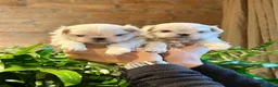 Maltese cani in vendita: BELLISSIMI CUCCIOLI DI MALTESE - Annuncio 6