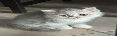Mirtilla