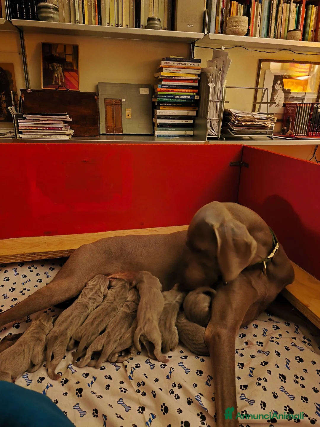 Weimaraner cani in vendita: WEIMARANER splendidi cuccioli  - Annuncio 2