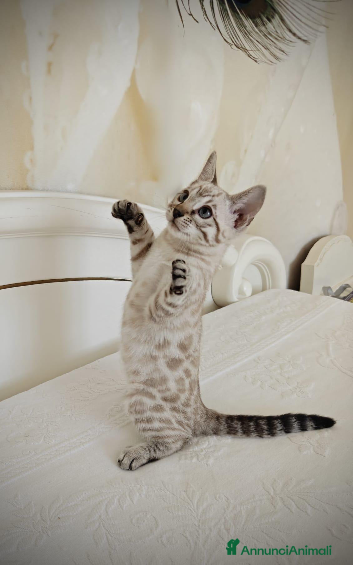 Bengala gatti Cuccioli Bengala Snow - Annuncio 1
