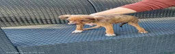 Meticcio cani in regalo: Cuccioli orfani in regalo  - Annuncio 4