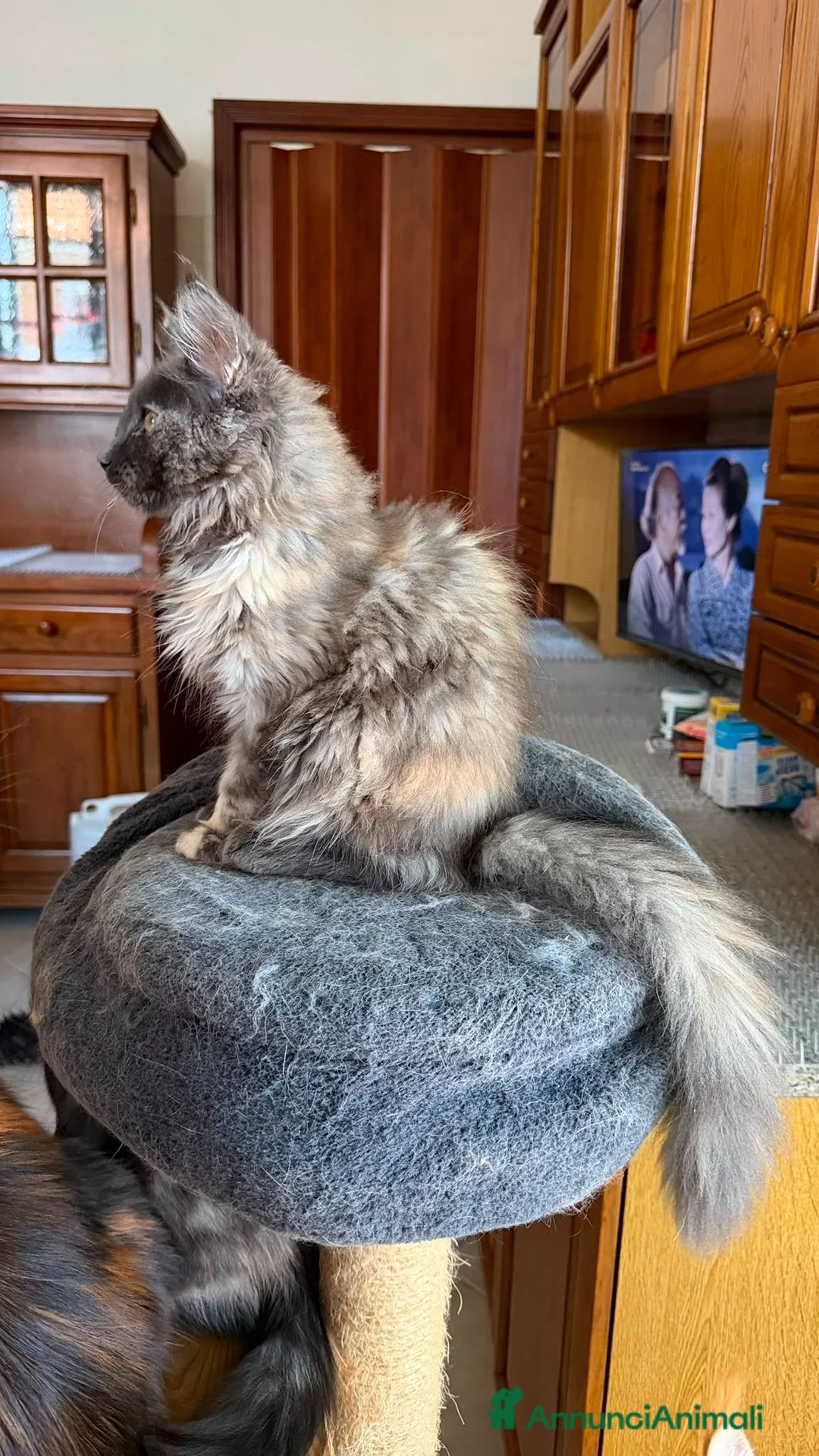 Maine Coon gatti in vendita: Gattini Maine Coon - Annuncio 28