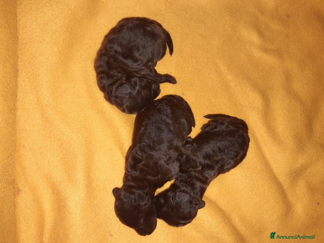 Barboncino cani in vendita: Barboncini Marroni , Bianchi e Neri con Pedigree - Annuncio 2