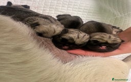 Carlino cani in vendita: Carlino - cucciolo Allevamento ENCI-FCI a Provincia di Arezzo - Immagine 3
