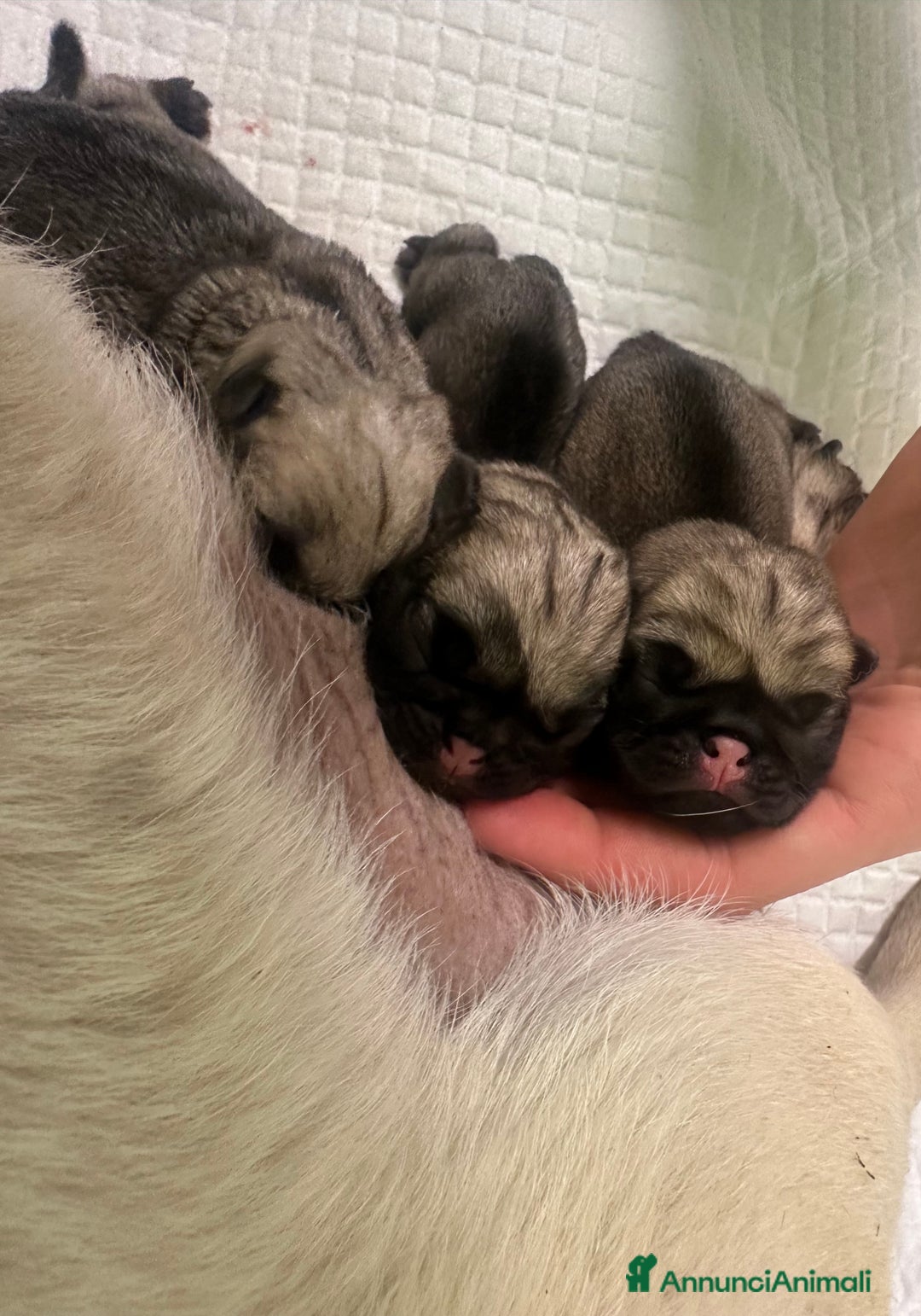 Carlino cani in vendita: Carlino - cucciolo Allevamento ENCI-FCI a Provincia di Arezzo - Immagine 3