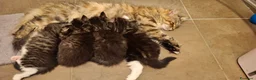 Siberiano gatti in vendita: 2 maschietti siberiani cercano casa🏡  - Annuncio 3