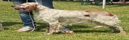 Setter Inglese cani in regalo: Setter inglese già esperto su selvaggina naturale - Annuncio 2