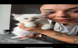 Ragdoll gatti in vendita: Ragdoll gattini disponibili!  a Città Metropolitana di Torino - Immagine 4