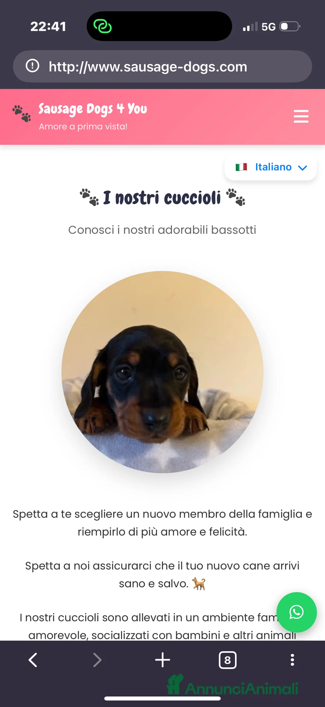 Bassotto cani in vendita: Bassotti Nani - Annuncio 9
