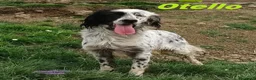 Setter Inglese cani in regalo: OTELLO adora giocare! a Città Metropolitana di Torino - Annuncio 9