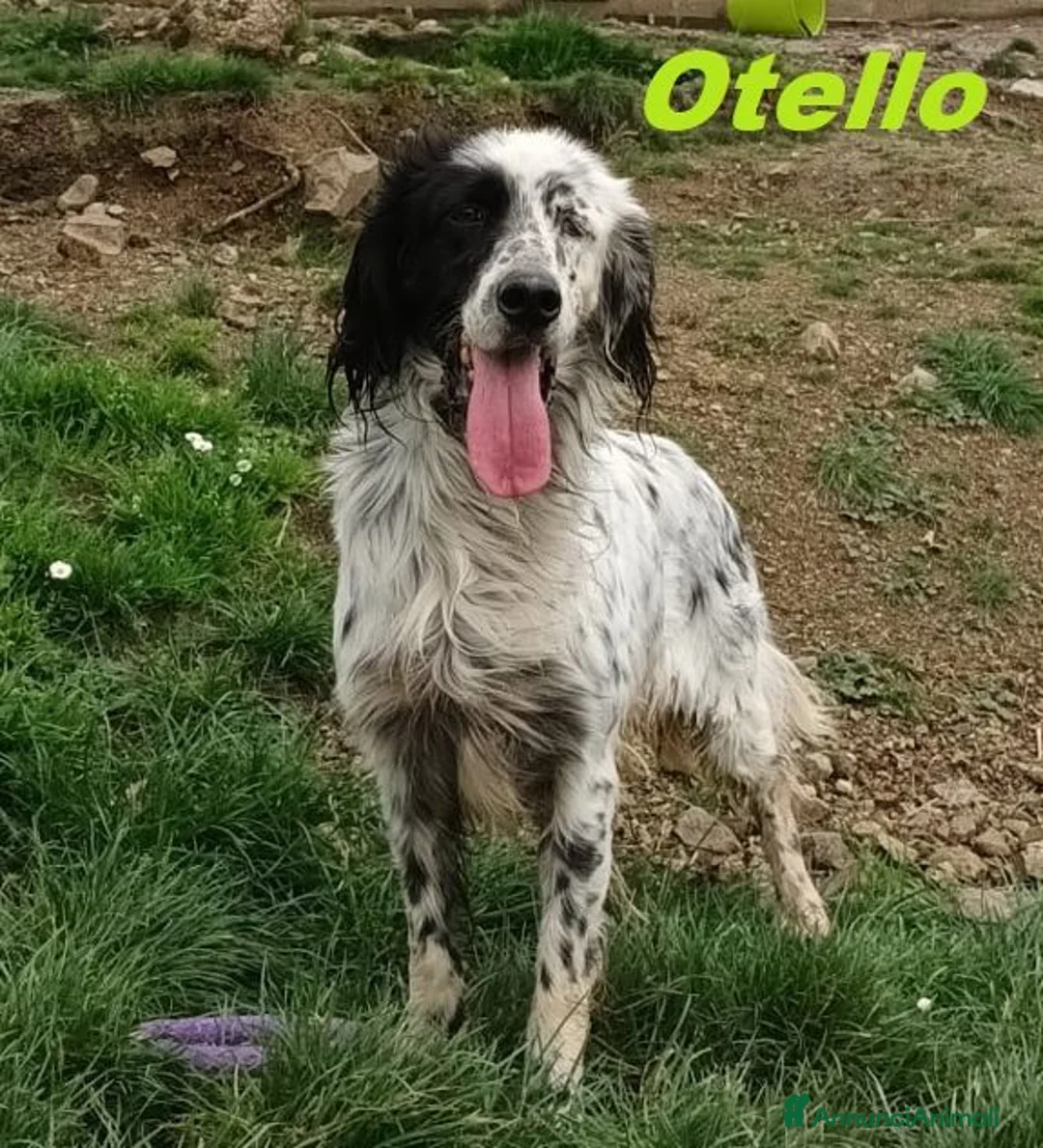 Setter Inglese cani in regalo: OTELLO adora giocare! a Città Metropolitana di Torino - Annuncio 9