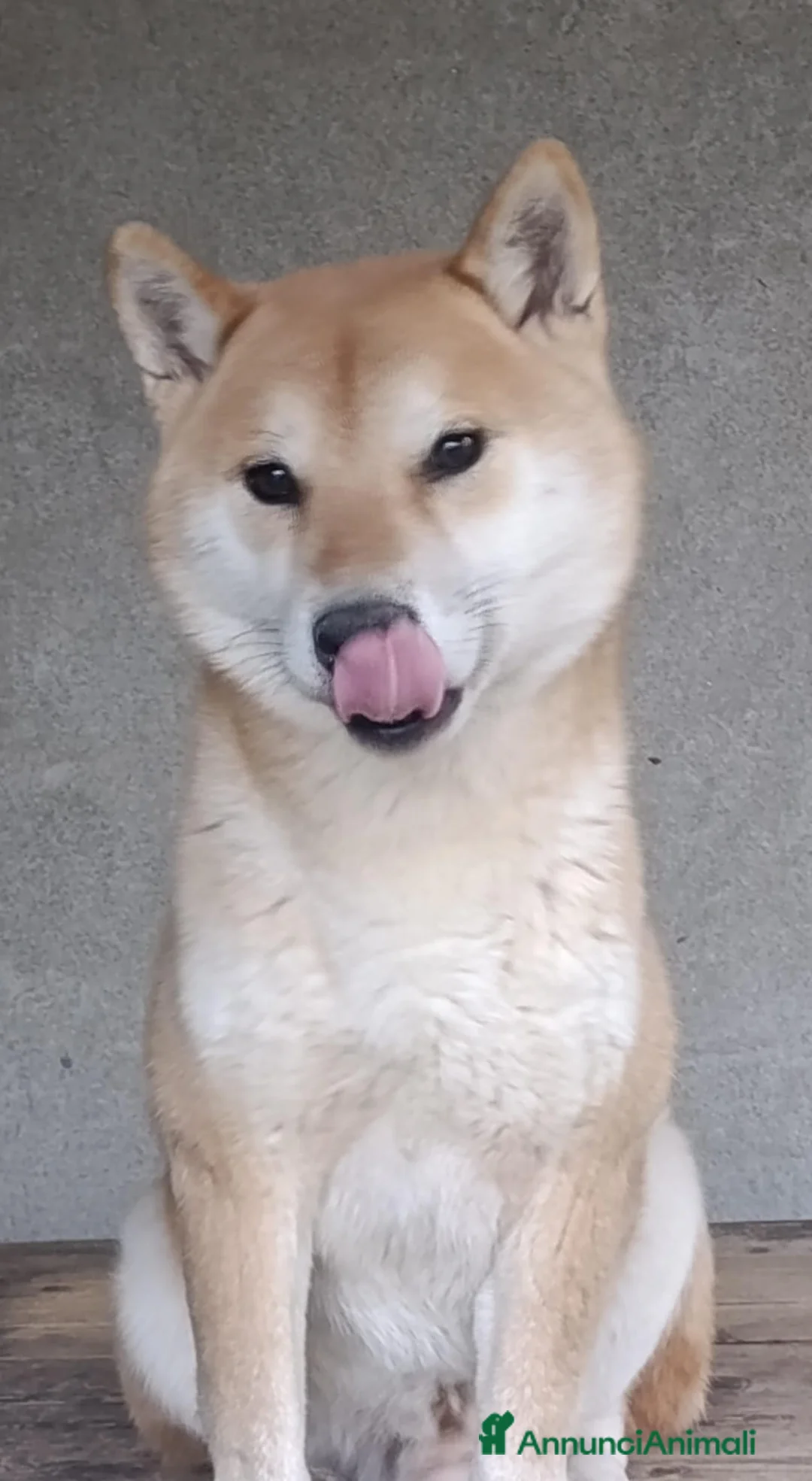 Shiba Inu cani in regalo: adozione a Province of Pavia - Annuncio 5