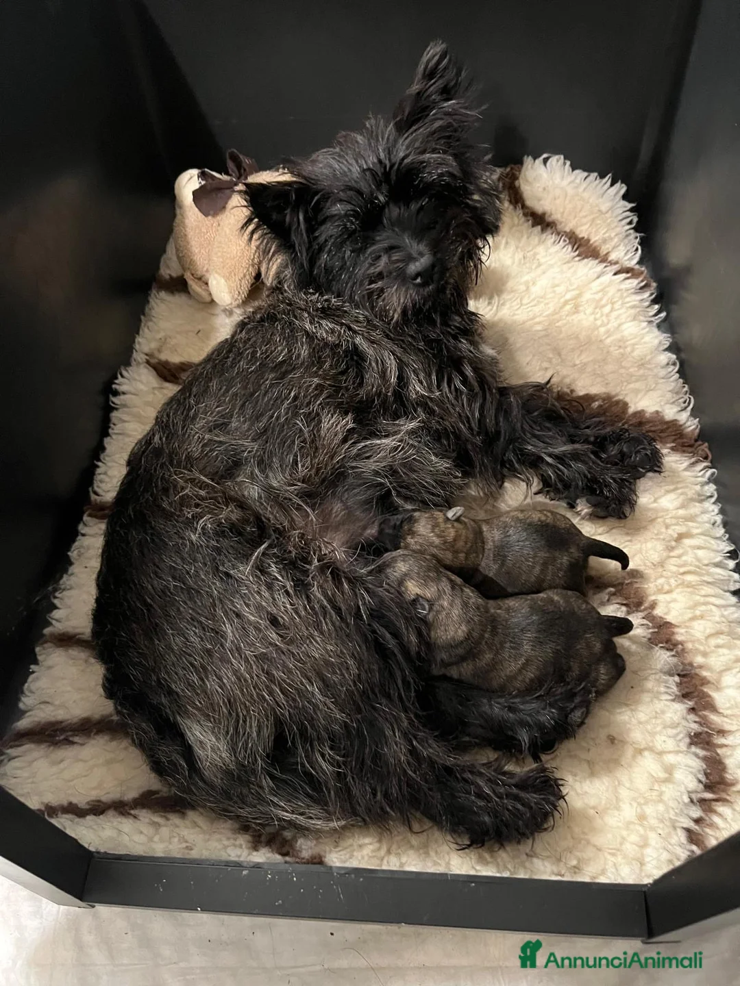 Cairn Terrier cani in vendita: Cairn terrier cucciolo  - Annuncio 6