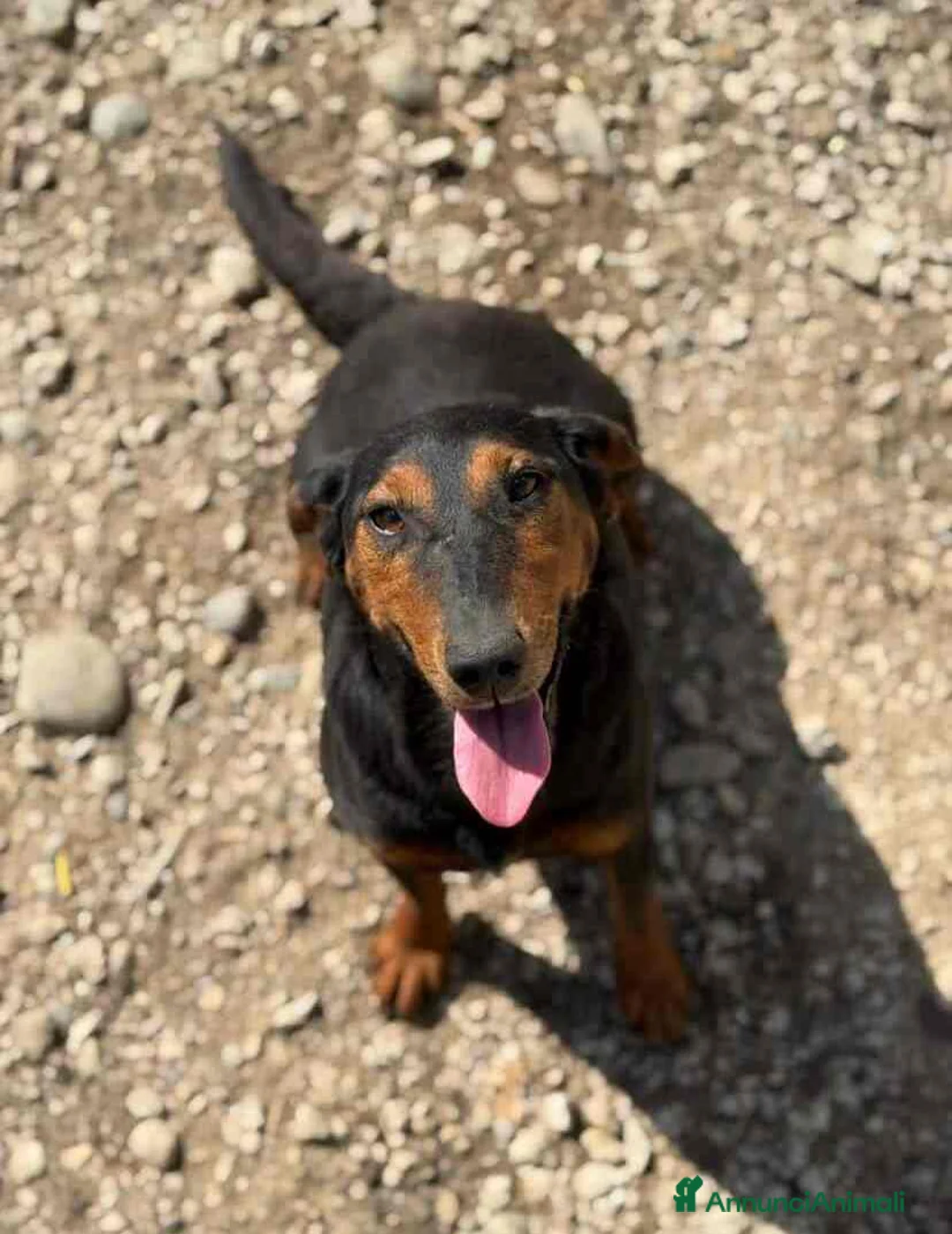 Meticcio cani in regalo: FREJA, la terrier più SIMPATICA del rifugio! - Annuncio 3