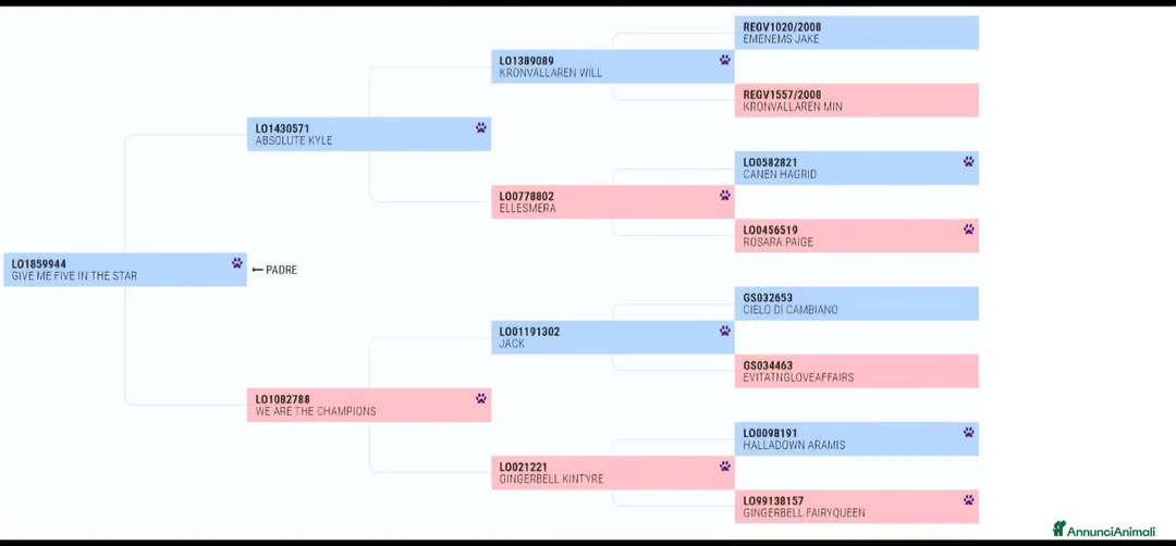 Border Collie cani in vendita: CUCCIOLI BORDER COLLIE - Annuncio 5