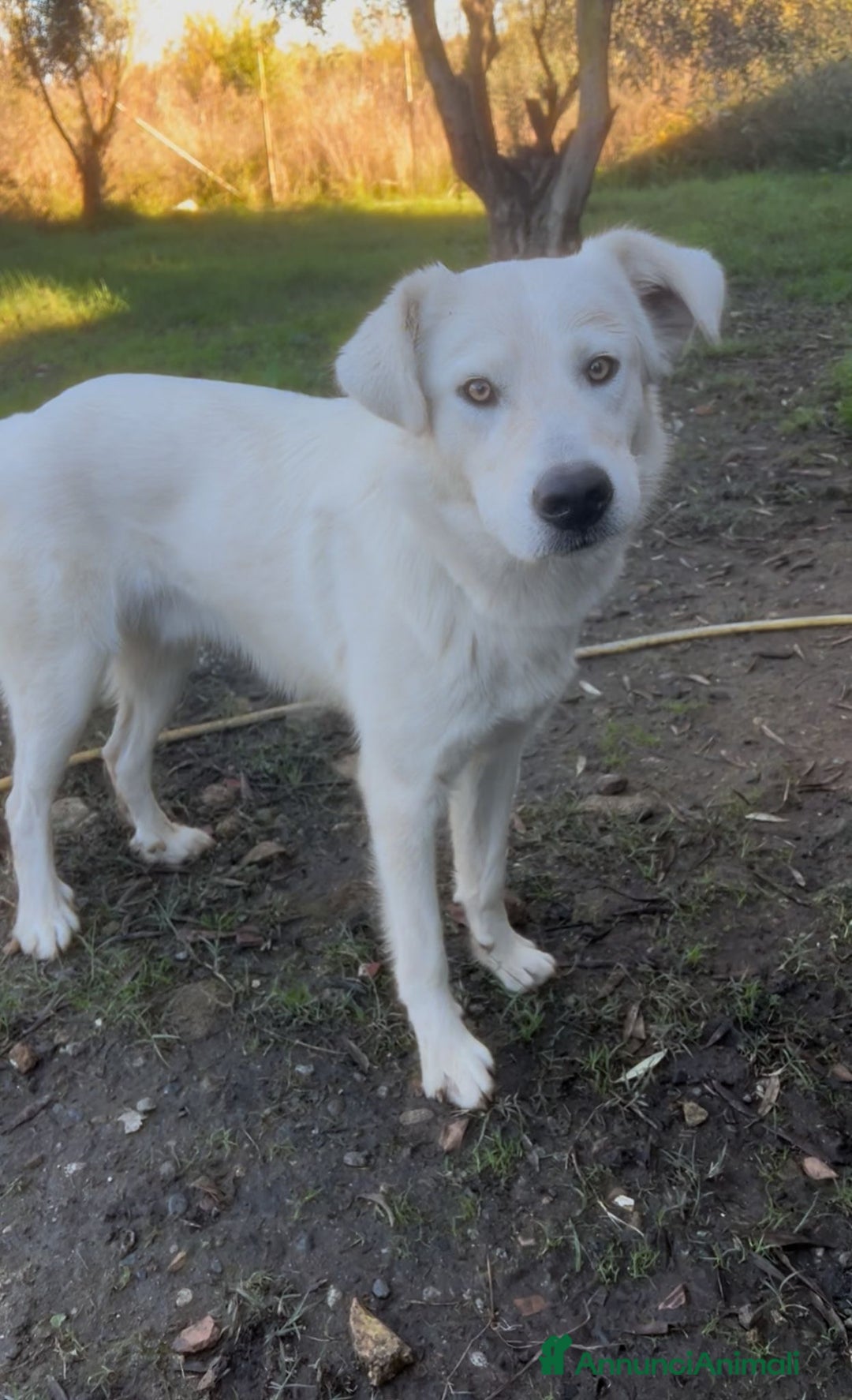 Meticcio cani in regalo: GUE’ 💙 -cucciolo di 11 mesi cerca ancora casa🙏🏻 - Annuncio 6
