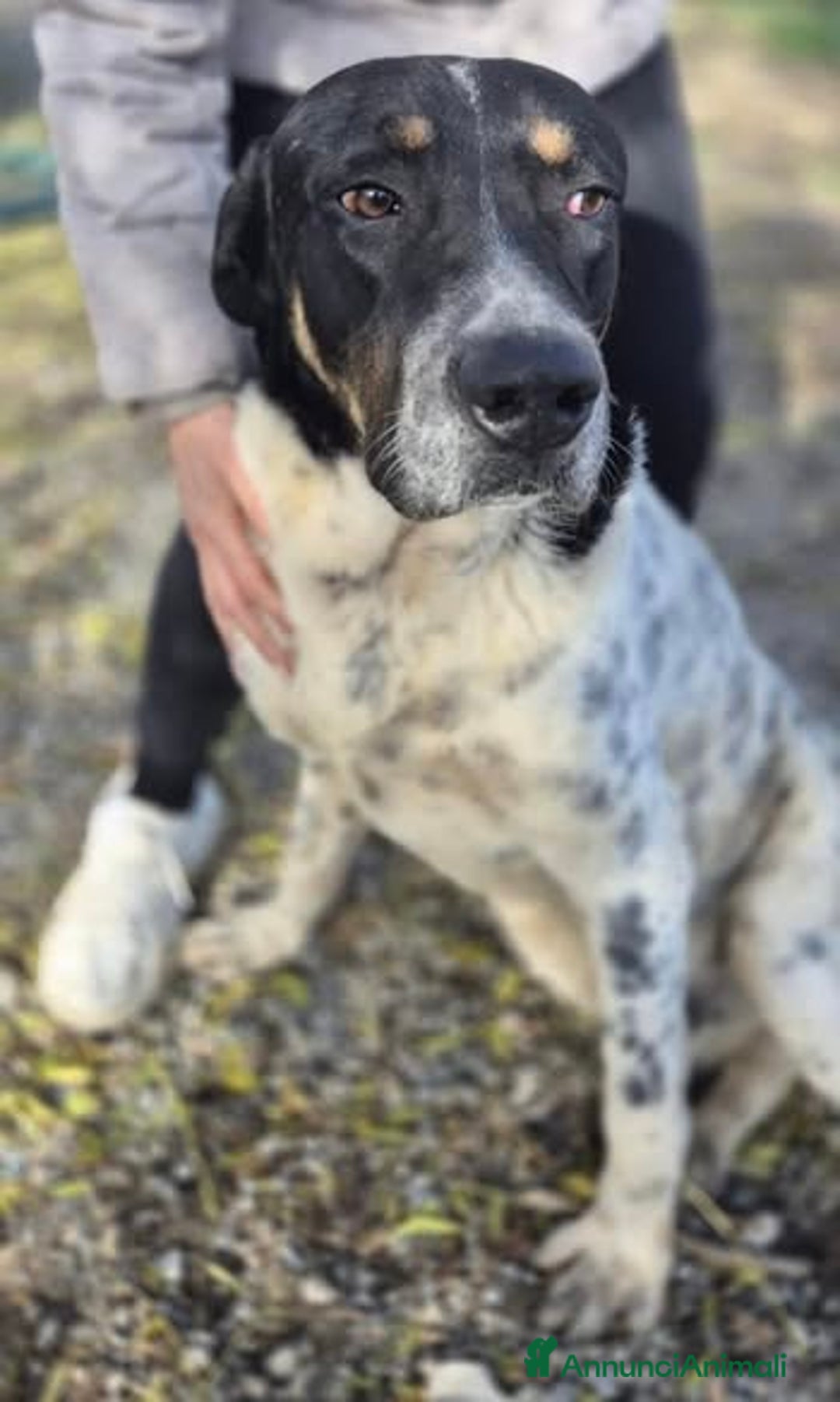 Meticcio cani in regalo: Oliver un carattere meraviglioso a Città Metropolitana di Milano - Annuncio 12