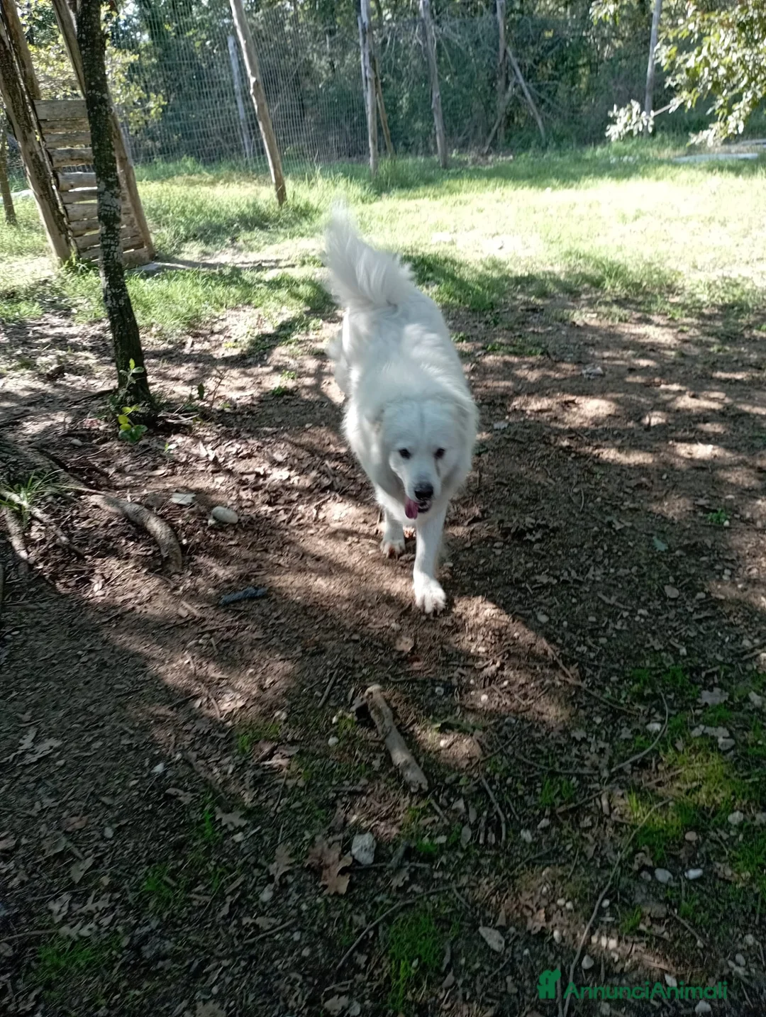 Meticcio cani in regalo: 3 anni, carattere splendido, bello e simpatico  - Annuncio 8