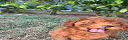 Barboncino Toy cani in vendita: Barboncino Toy Red - Annuncio 4