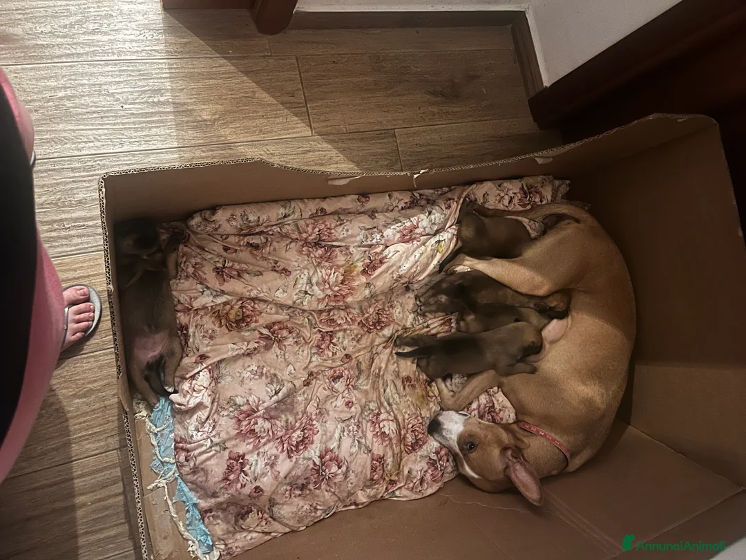 Meticcio cani in vendita: Disponibili 2 cucciole - Annuncio 2