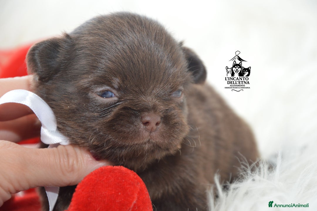 Chihuahua cani in vendita: Chihuahua linea russa pedigree Enci  - Annuncio 9