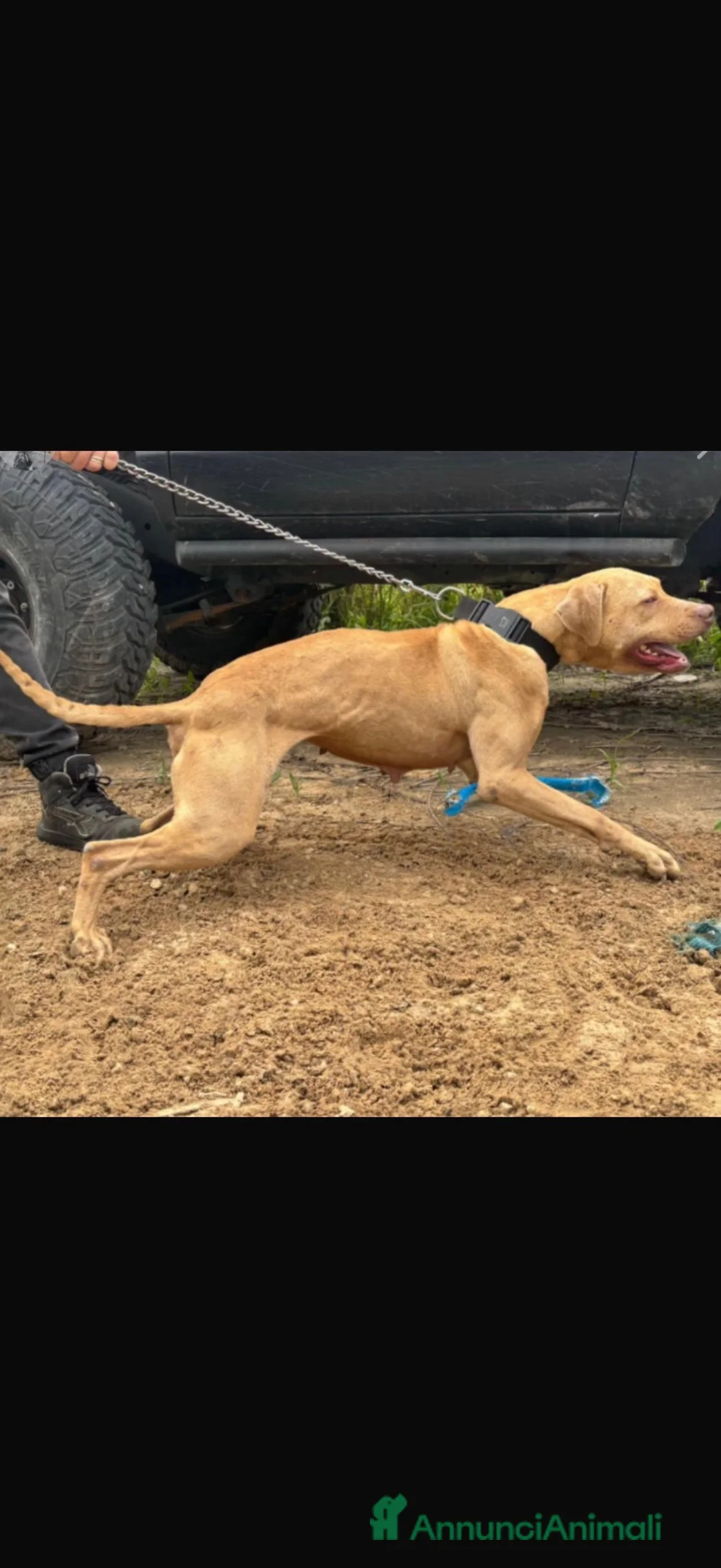 Pitbull cani in vendita: Pitbull alta genealogia  a Città metropolitana di Messina - Annuncio 5