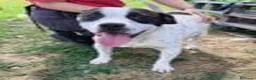 Meticcio cani in regalo: Rosa, un fiore di rara bellezza - Annuncio 5
