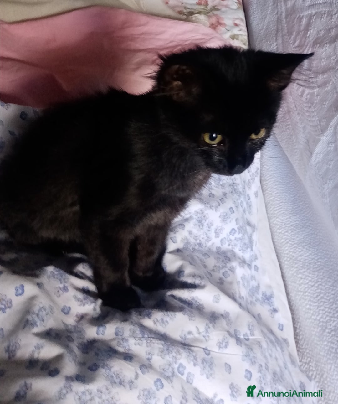 Europeo gatti in regalo: Dolcissime sorelline - Annuncio 8