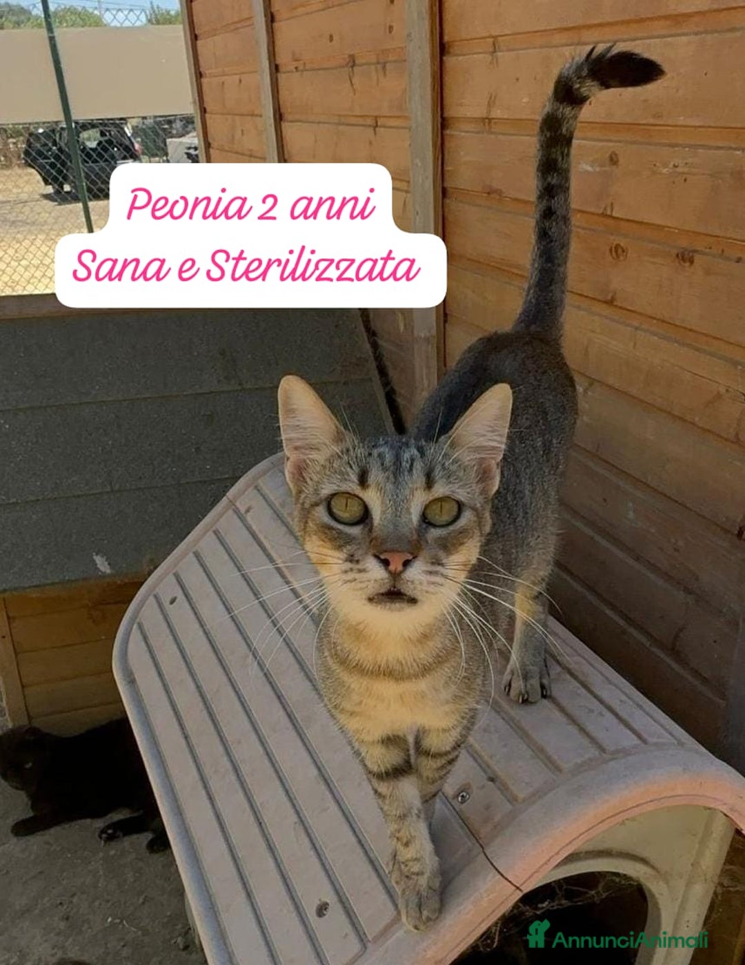 Europeo gatti in regalo: Gattini desiderosi di trovare famiglia  - Annuncio 10