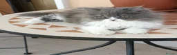 Persiano gatti in vendita: Bizet cucciolo di persiano - Annuncio 3