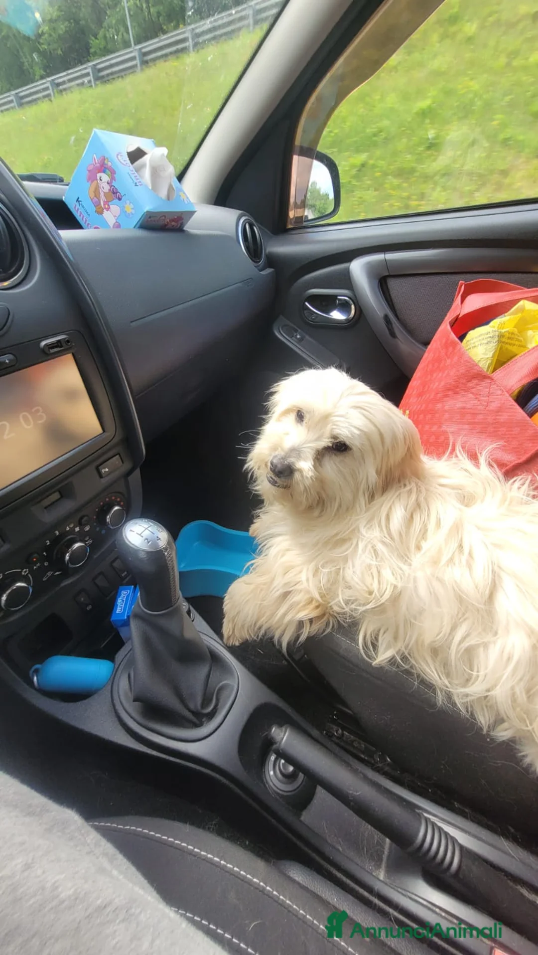 Maltese cani in regalo: Diego, un adorabile maltese - Annuncio 1