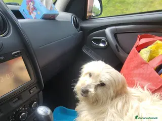 Maltese cani Diego, un adorabile maltese - Annuncio 10