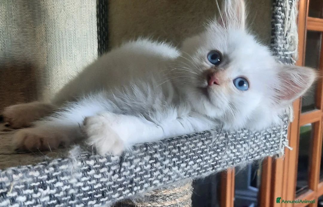 Siberiano gatti in vendita: Cucciolini di gatto siberizno cresciuti in casa - Annuncio 18