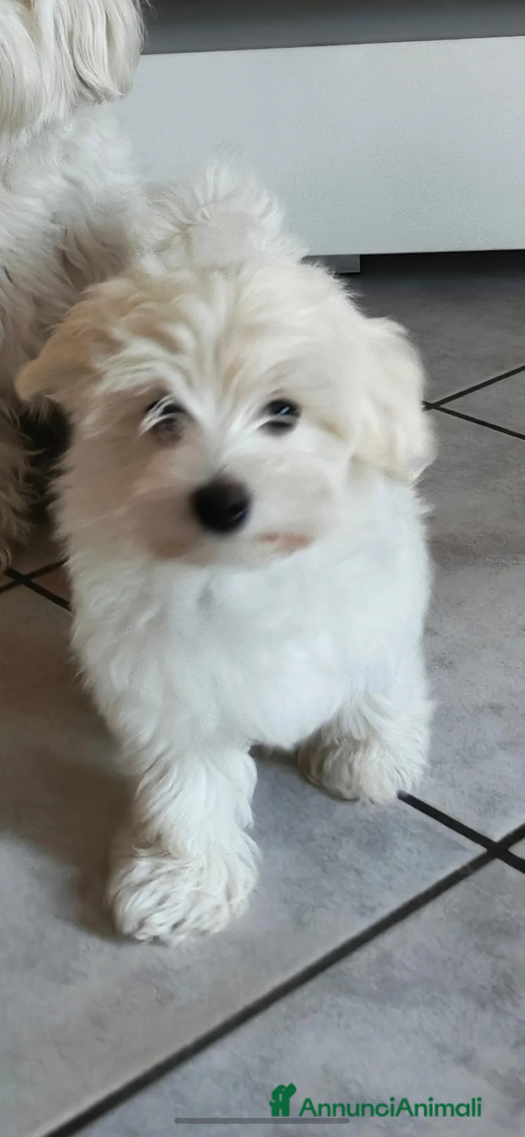 Maltese cani in vendita: Maltesino maschio di tre mesi a Provincia di Sondrio - Annuncio 3